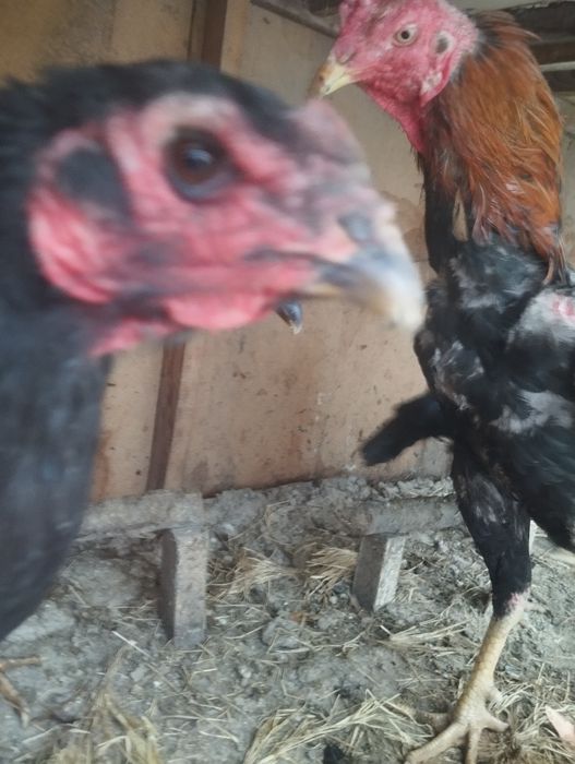 Дакан тухум сотилад