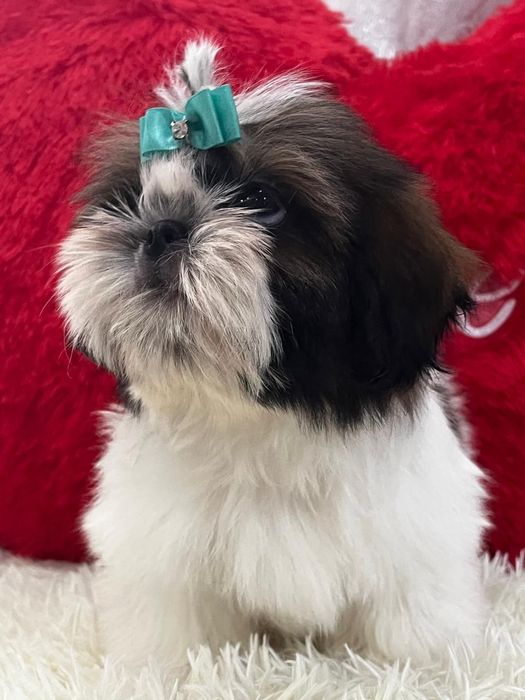 Ши-тцу кукольные щенки