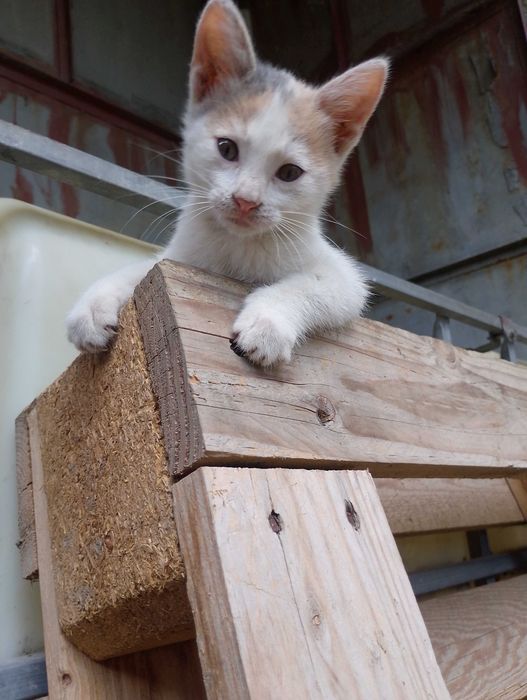 Подарявам малки котета
