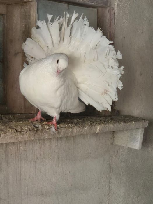 Продам голубей бойных