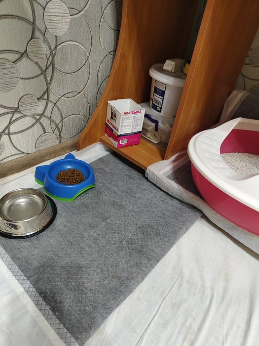 Продам кошку scottish strike  50$