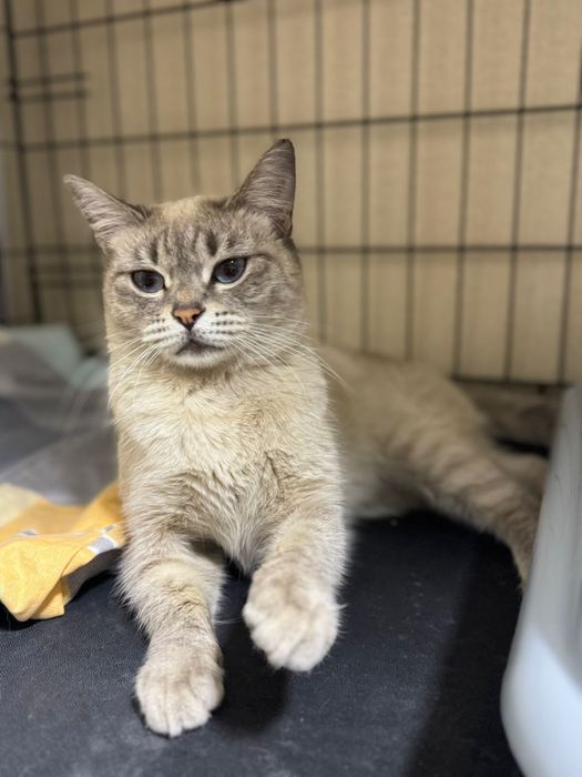 Атсана, пристраивается кошечка!