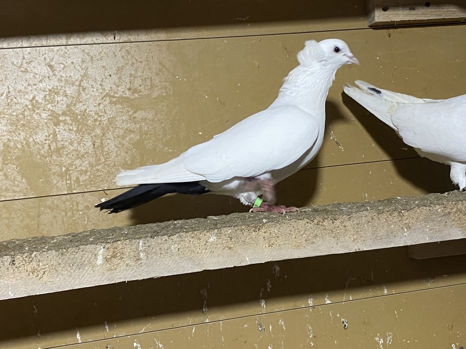 Голуби чернохвостые и бровястые