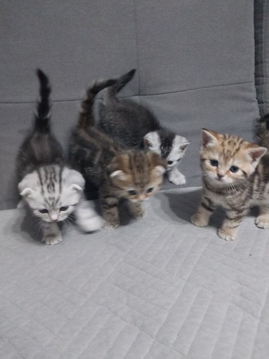 Шотланские котята.