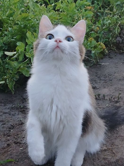 Отдам кошку в добрые руки