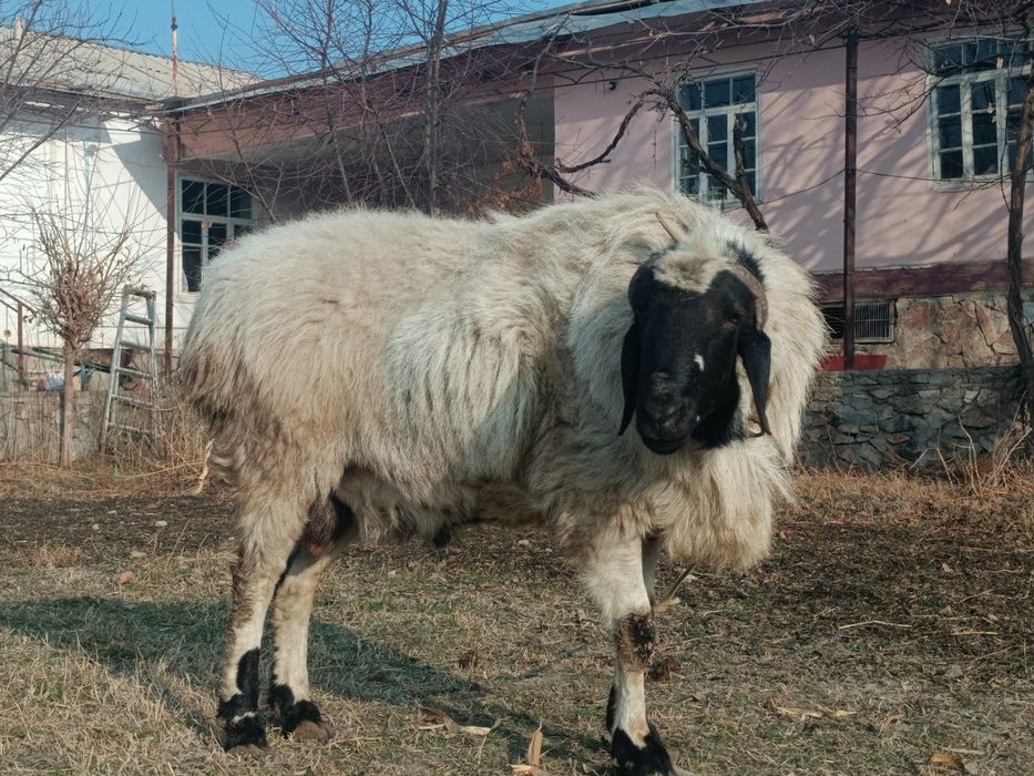 Qoʻchqor 4tish sotiladi