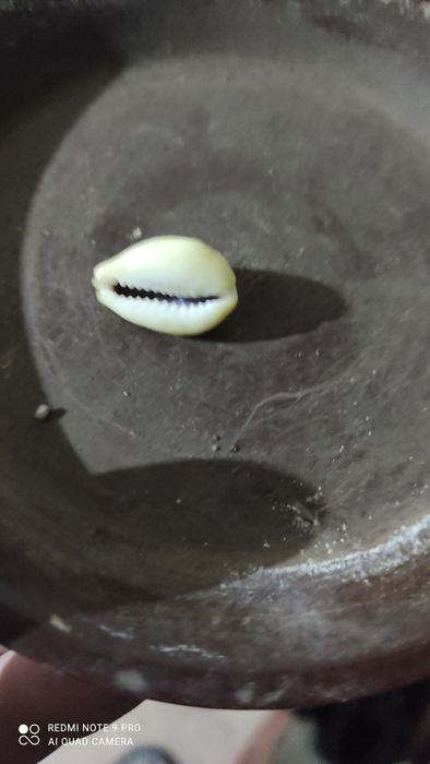 Ракушка морская.