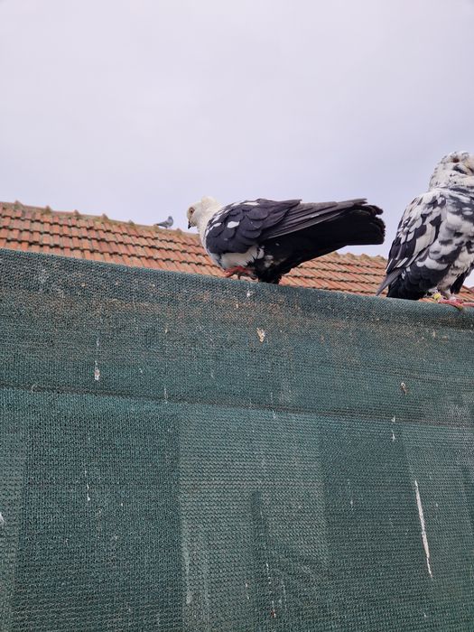 Porumbei urias maghiari voiajori stil vechi ,indian