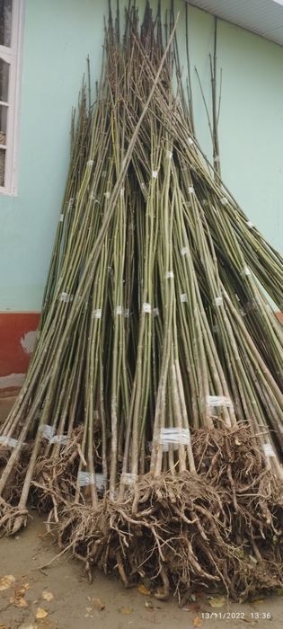 Pavloʻniya koʻchatlari sotiladi