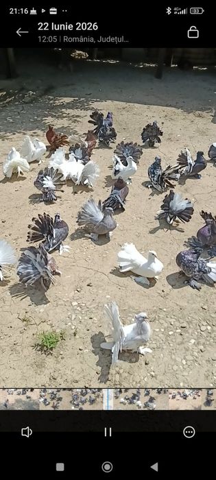 Porumbei de ornament ,voltati indieni ,preoti și spot saxon ,capucini și satineti.