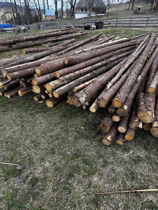 Piloni gard estență gorun sau molid