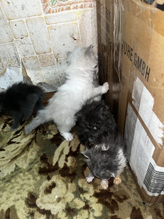 Отдадим котят в добрые руки