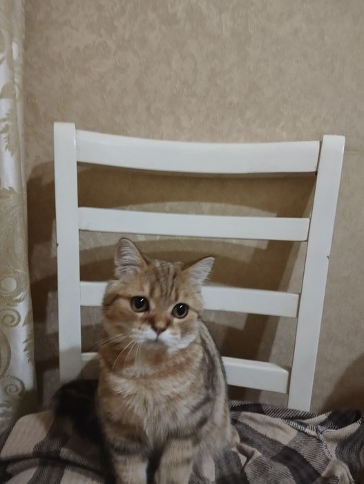 Продается котенок