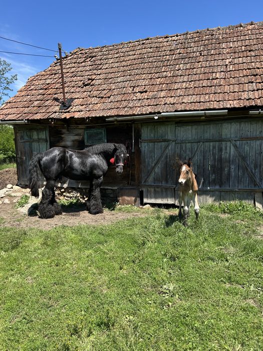 Armasar pentru monta sau vanzare