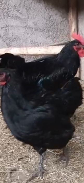 Кора шахзода хуроз мокенлар сотилади