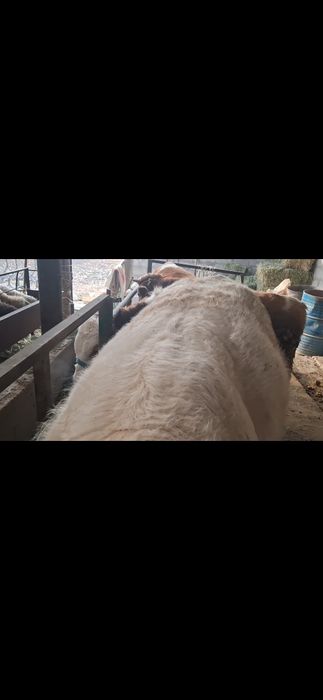 Бұқа сатылады семіз