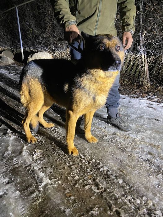 Щенки немецкой овчарки