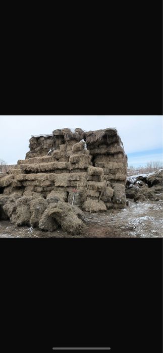 Продам сено тюки разнотравье