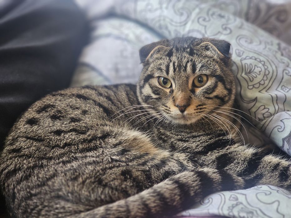 Mushuk jinsi erkak 1yosh