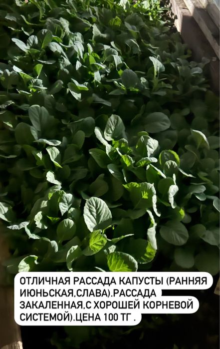 Рассада помидор,капусты,перца болгарского