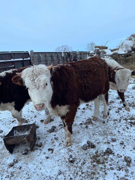 Продаётся белыйголовый бычки