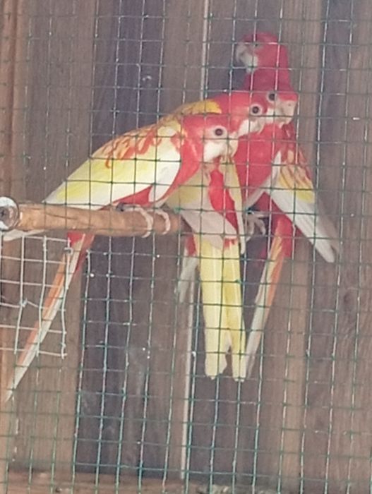 Vând papagali rosella