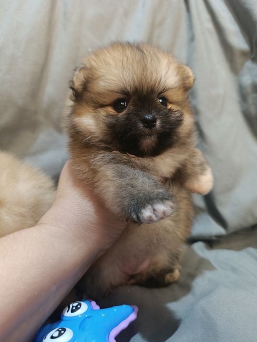 Щенки шпица мини