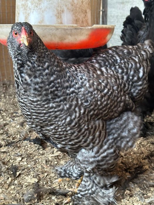 Брама полосатая, кукушка