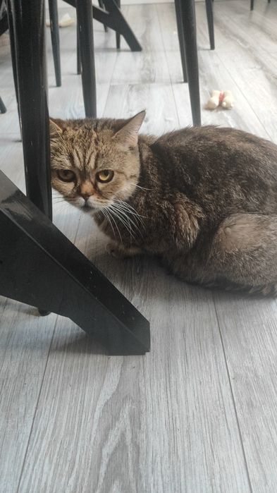 Отдам котенка в добрые руки