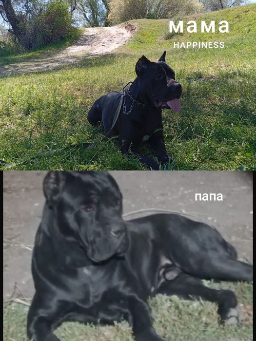 Продается сучка Кане Корса чистая