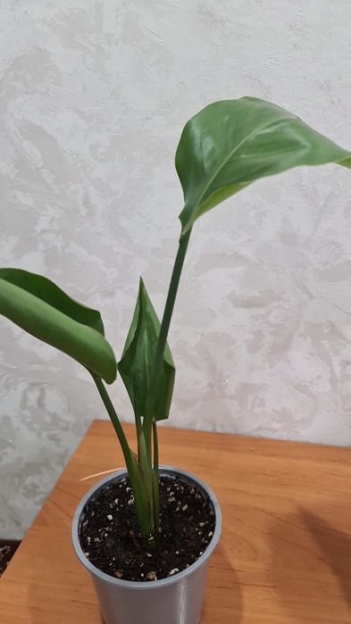 Продам  цветочки