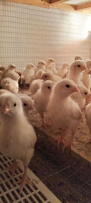 Цыплята ,чужалар ХайЛайн порода