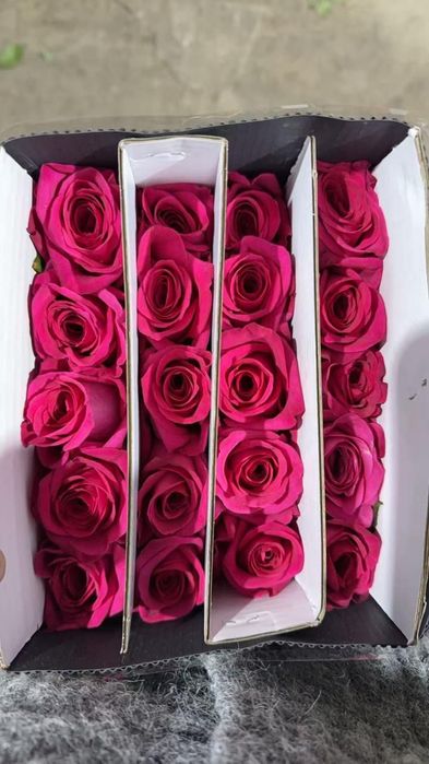 Розы оптом 450тг