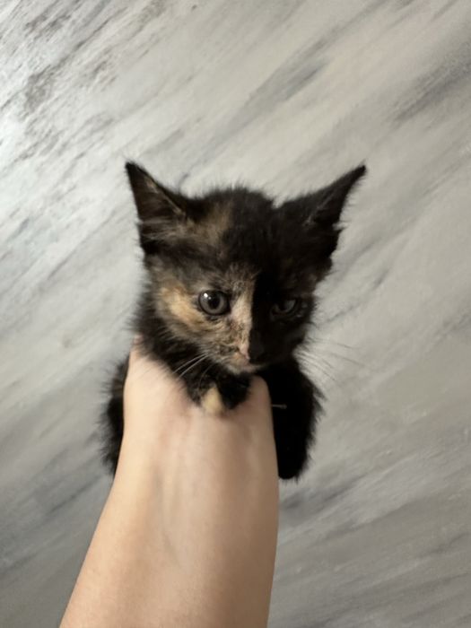 Котёнок маленький