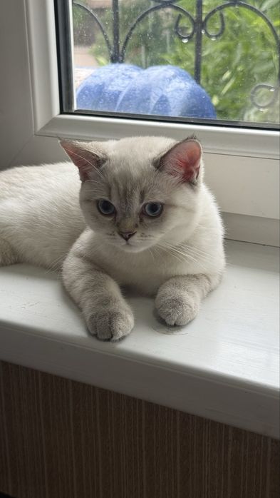 Продаётся котёнок Скоттиш Страйт