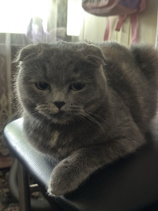 Shotland vislouh mushuklar (juftlik, sog‘lom va uyda boqilgan)