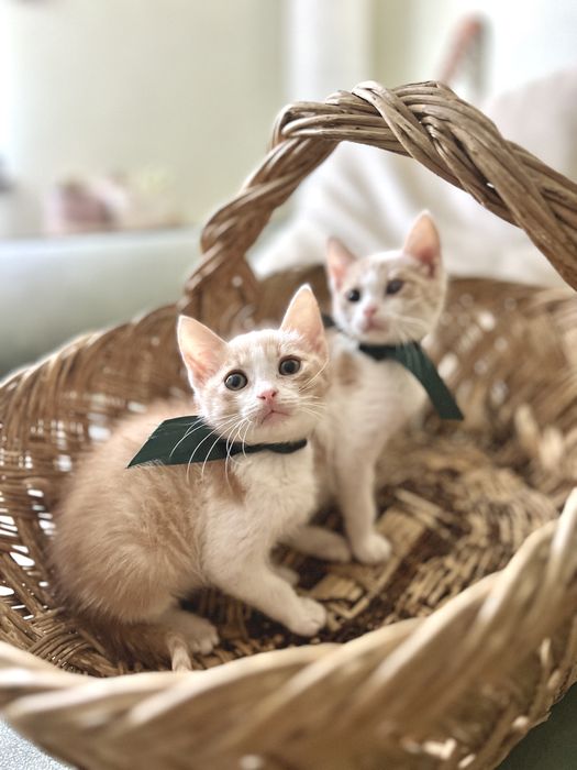 Подарявам котета