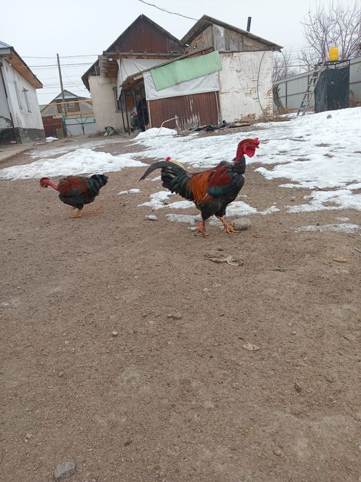 Тауык сатылады .ааааа