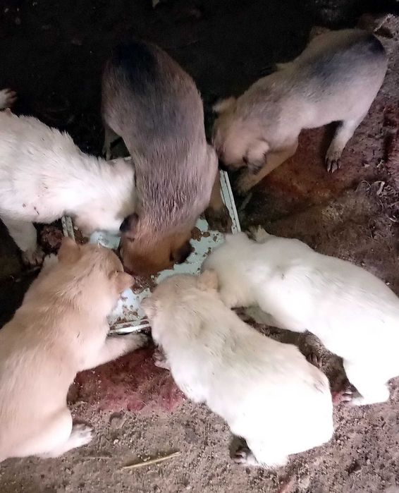 Кученца за подаряване.