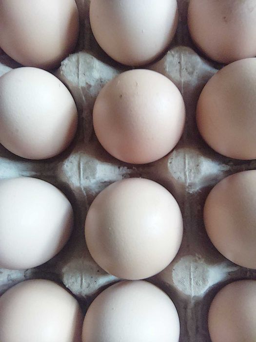 oua de gaina de tara