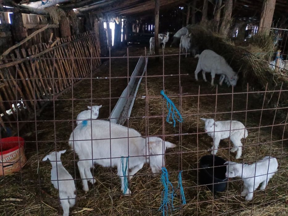 Vând   capre tinere albe ,rasa sanen și alba de banat