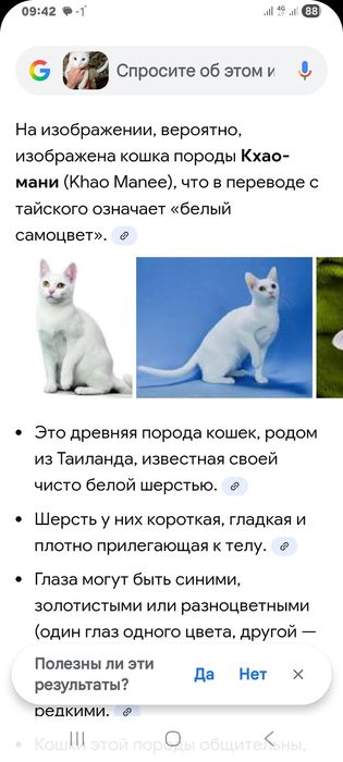 Продам двух котов.