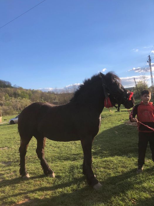 Vand iapa de 3 ani jumate