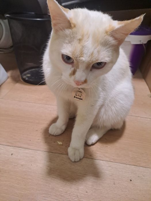 Кот домашний 1 год