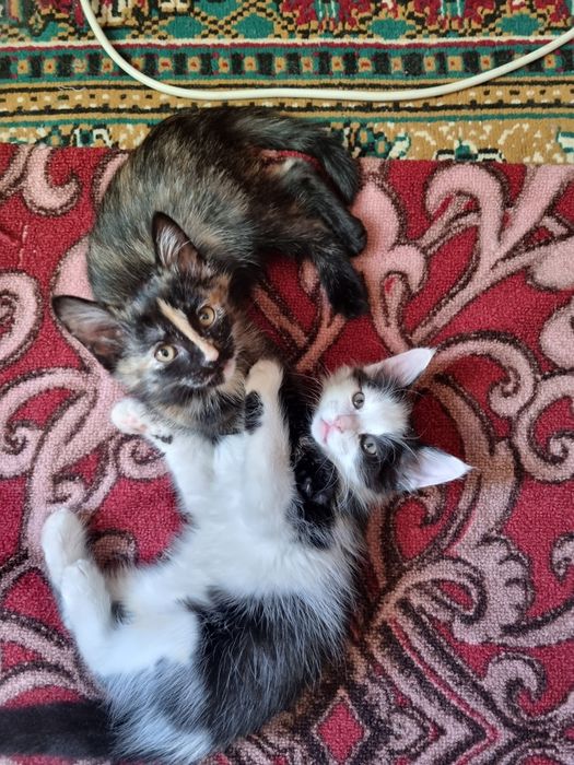 Всем привет есть котята мальчик и девочка 1.5 месяца