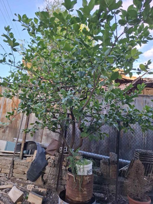 Дърво Лимон в саксия