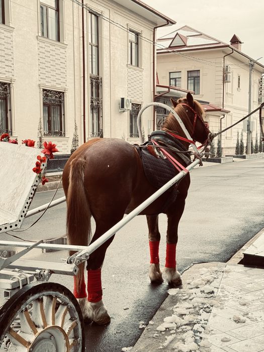 Лошадь породой абакан