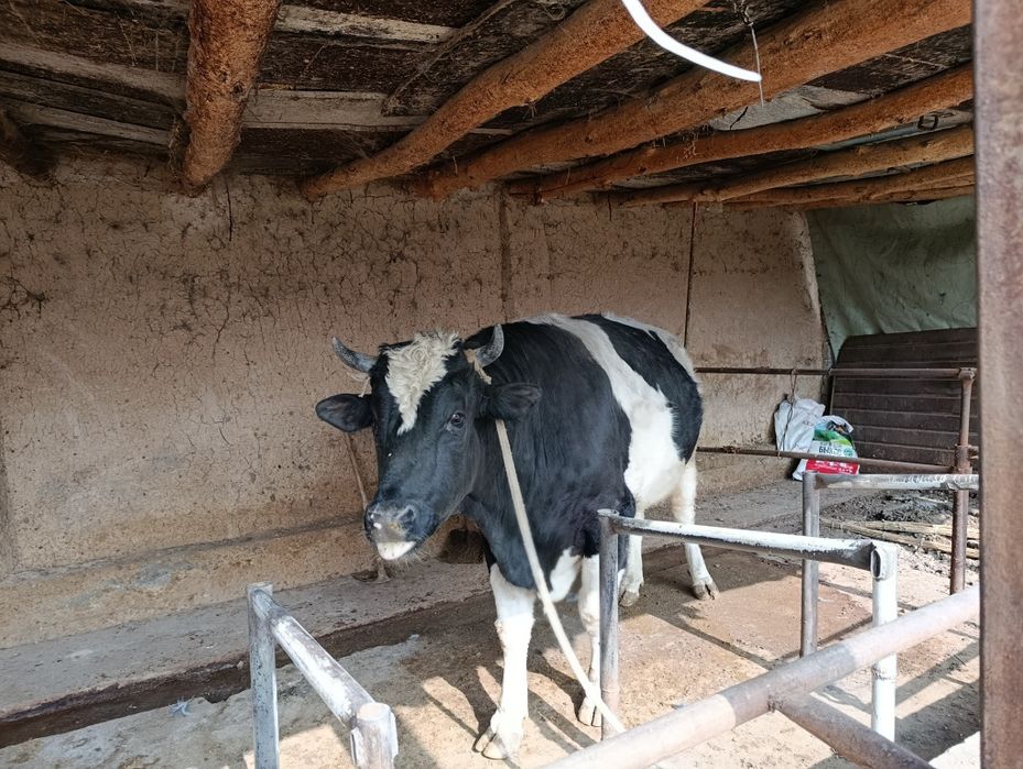 Buqa Rossiya Paroda sotiladi