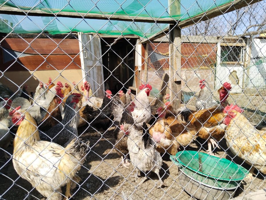 Продам яйца для инкубации