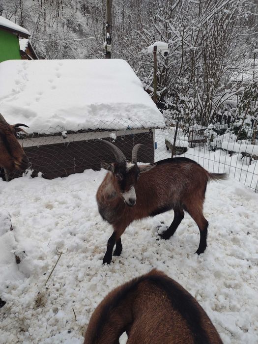 Iadă alpină franceză